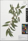 Foto von Salix fragilis L.